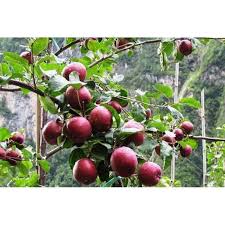 Apple production increased in Mustang