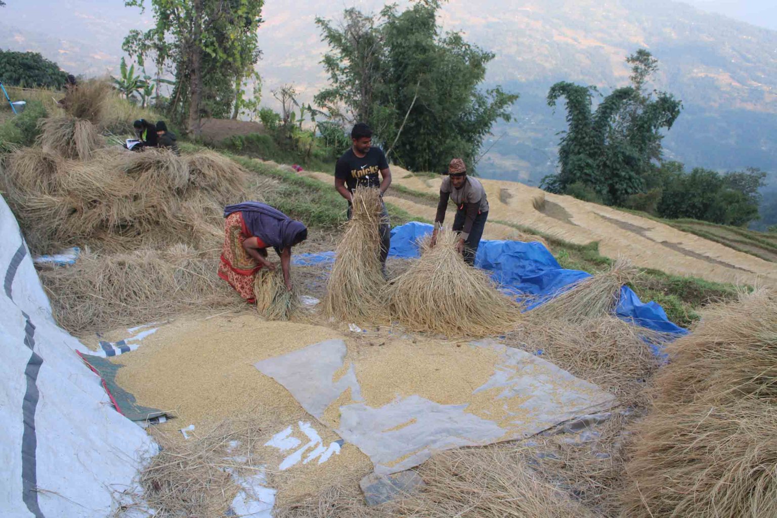 Paddy production in Khaetang decreased to four and a half thousand metric tons less than the previous year