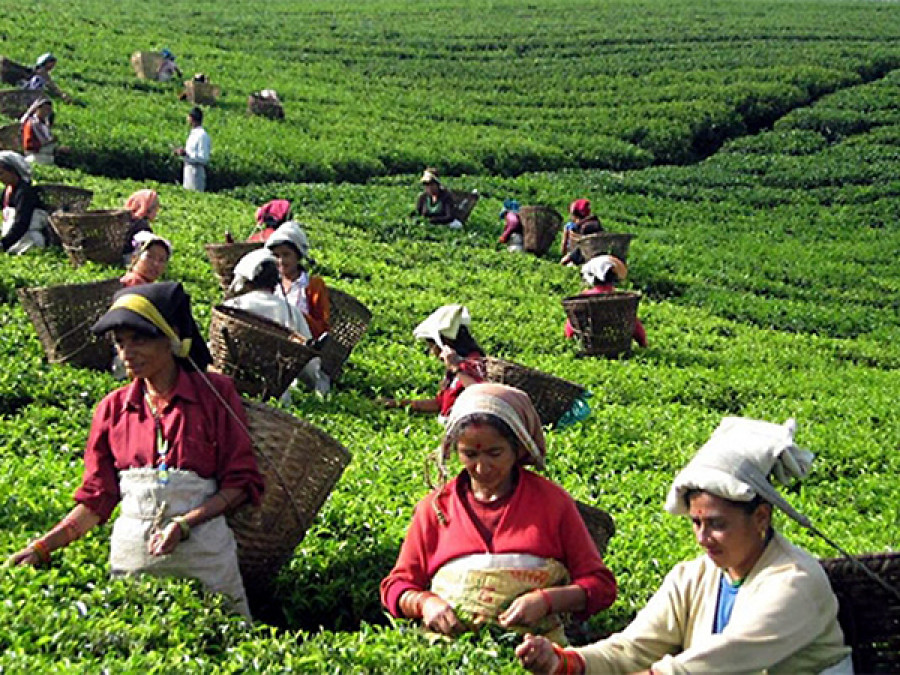 Tea worth Rs 38 million exported