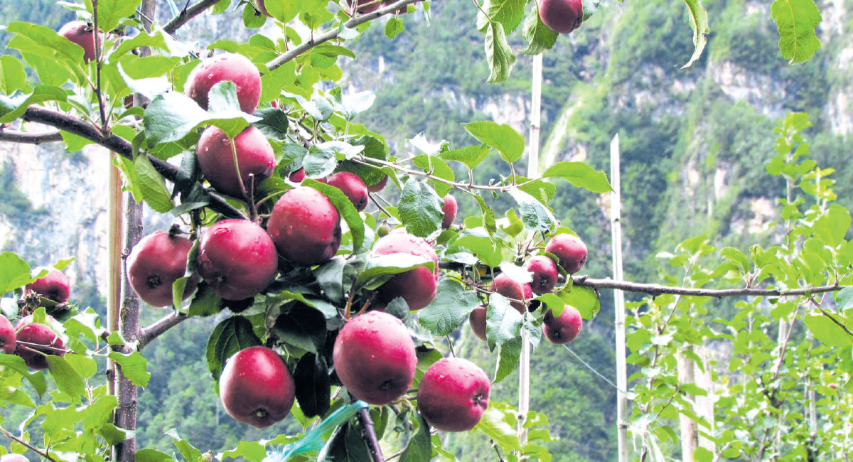Annual production of 600 tons from apple farm in South Asia, Manang